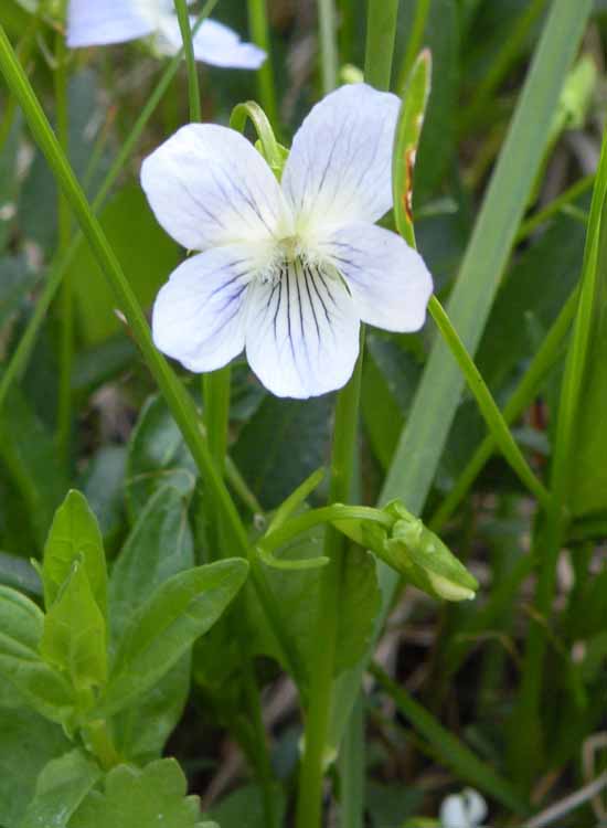 Nelle Valli di Novellara alla ricerca della Viola pumila